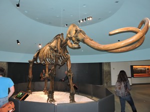 Mammut pacificus - Pacific mastodon