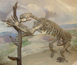 Megalonyx sp-NE 02; giant ground sloth