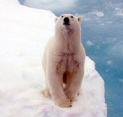 polarbear