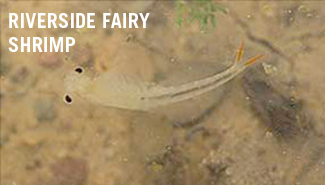 Riverside fairy shrimp