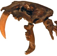 Smilodon fatalis, saber-toothed cat